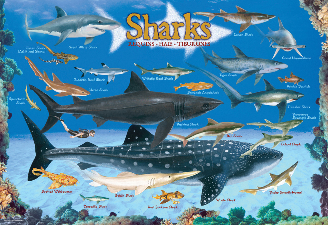 Sharks Sea Life Jigsaw Puzzle