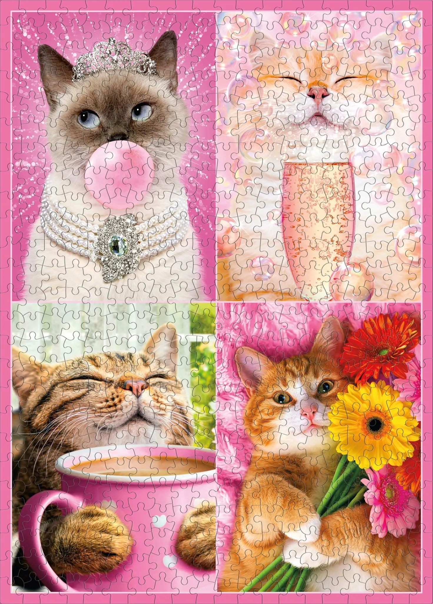 Avanti Cat Fancies Cats