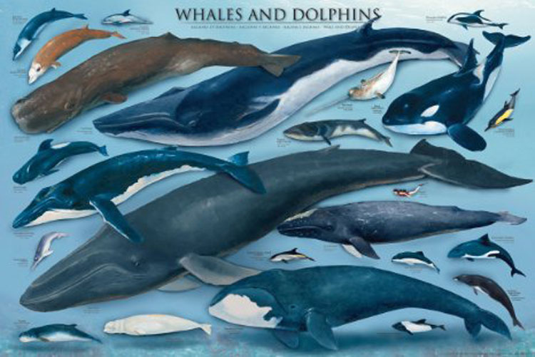 Whales & Dolphins - Scratch and Dent Sea Life Jigsaw Puzzle