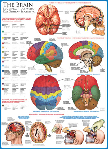 The Brain - Scratch and Dent Educational Jigsaw Puzzle
