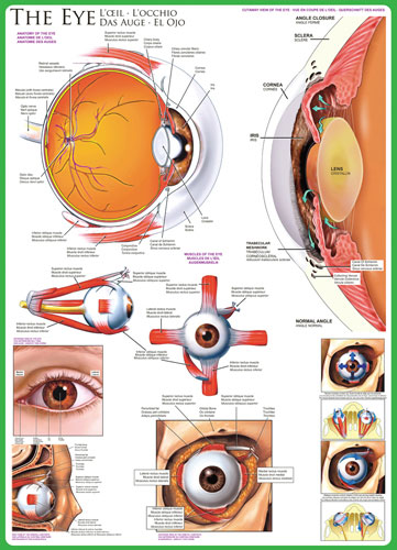 The Eye, 1000 Pieces, Eurographics | Puzzle Warehouse