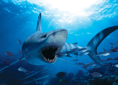 Hungry Shark - Scratch and Dent Sea Life Jigsaw Puzzle