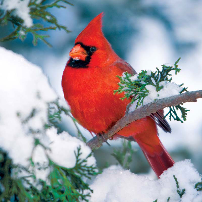 Winter Cardinal, 500 Pieces, Buffalo Games | Puzzle Warehouse
