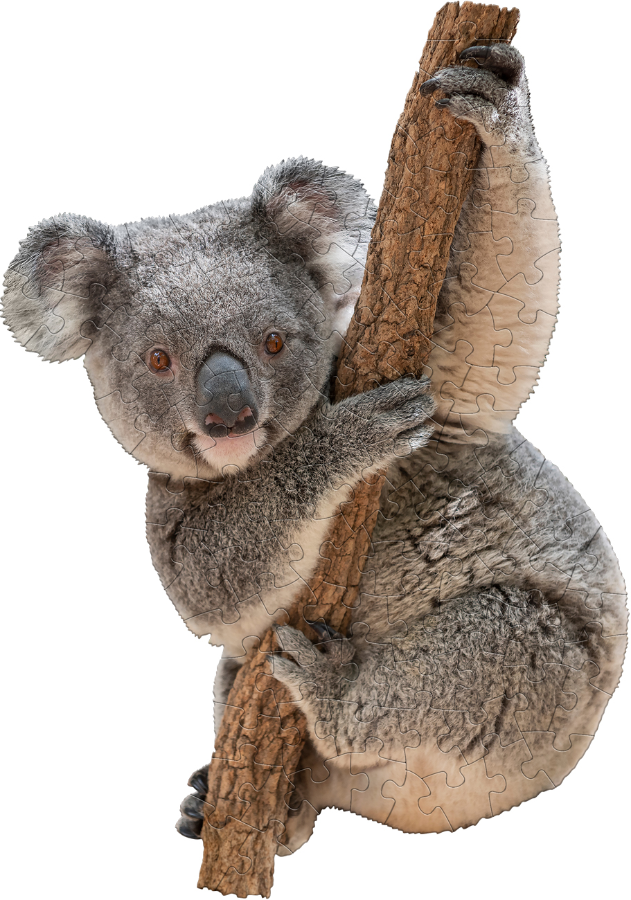 I Am Lil' Koala Animals Shaped Puzzle