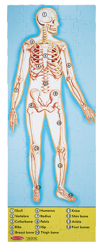 Human Body - Scratch and Dent Sports Jigsaw Puzzle
