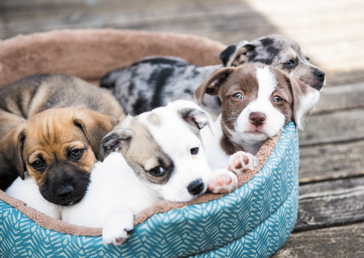 Puppy Basket Dogs Jigsaw Puzzle