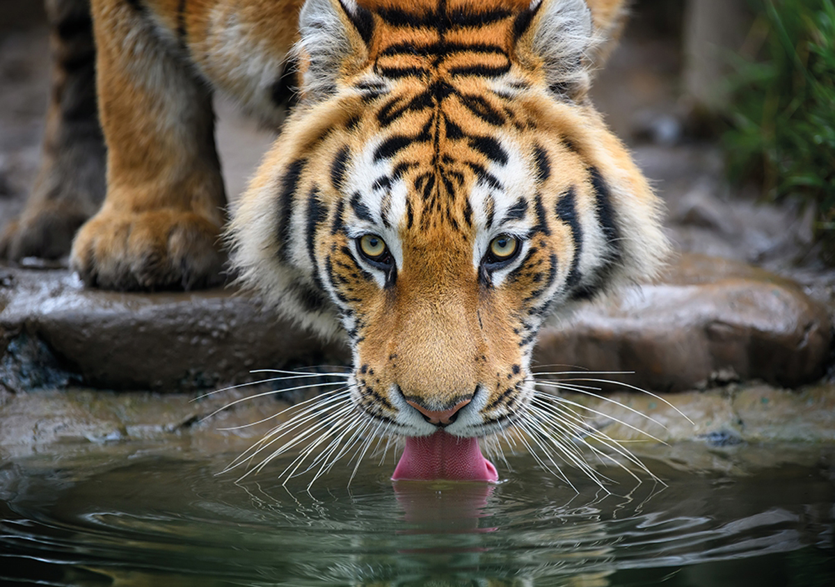 Quench Thirst Big Cats Jigsaw Puzzle