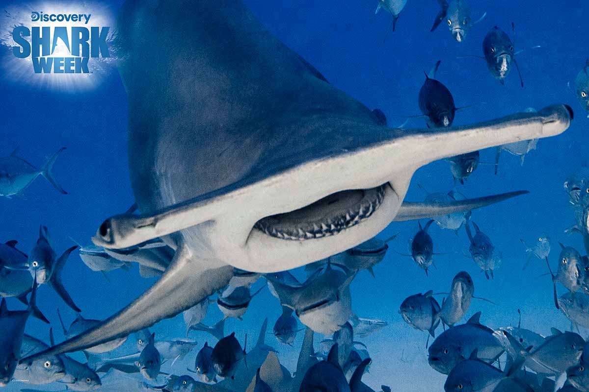 Hammerhead Shark Discovery Shark Week Sea Life Jigsaw Puzzle
