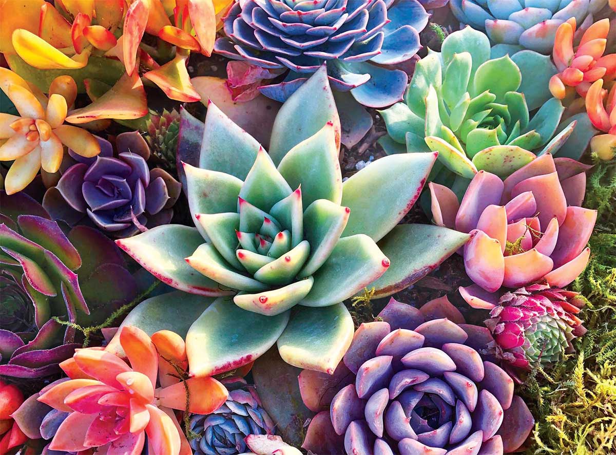 Simple Succulent Flower & Garden Jigsaw Puzzle