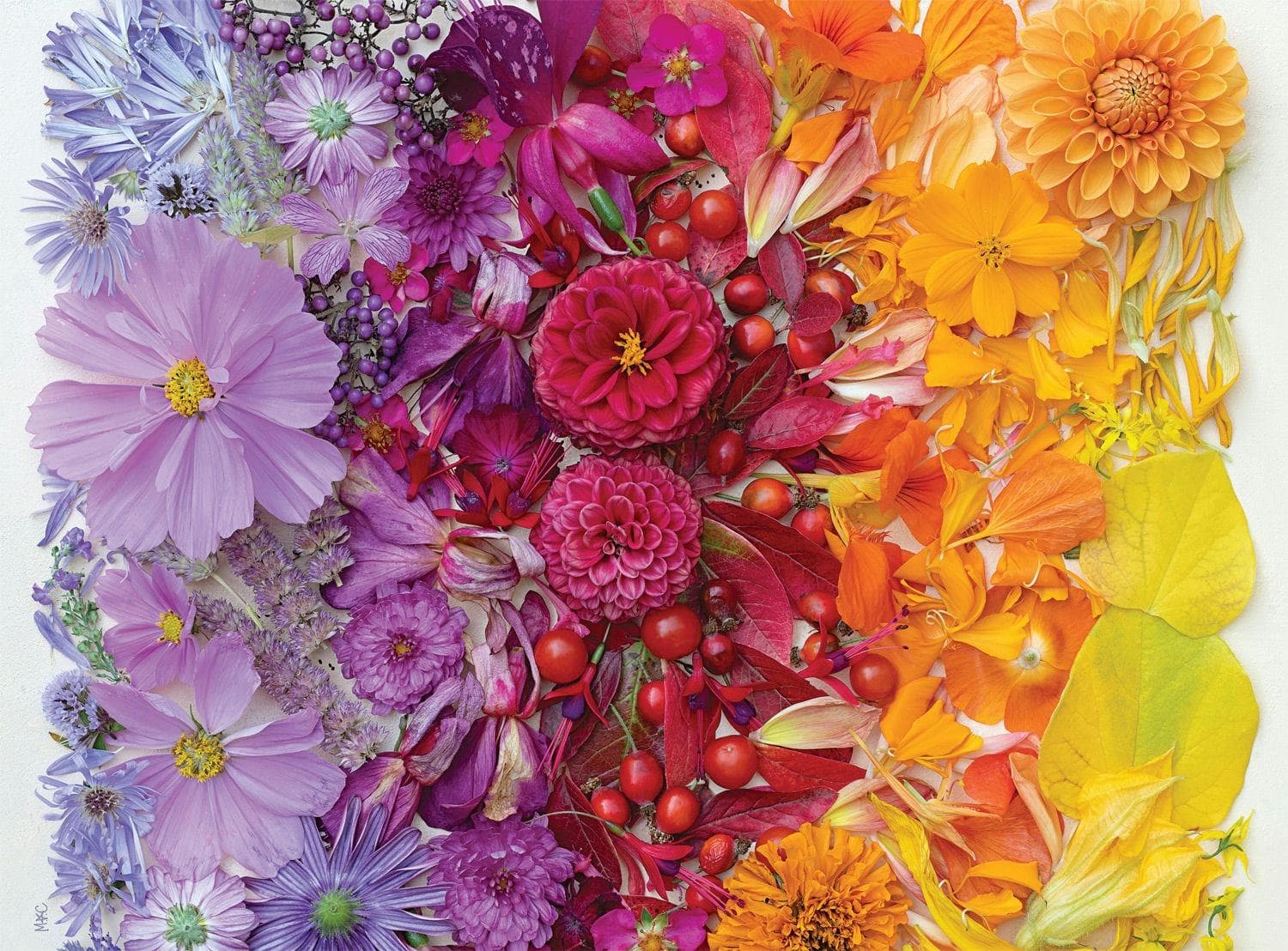 Gradient Flora - Scratch and Dent Flower & Garden