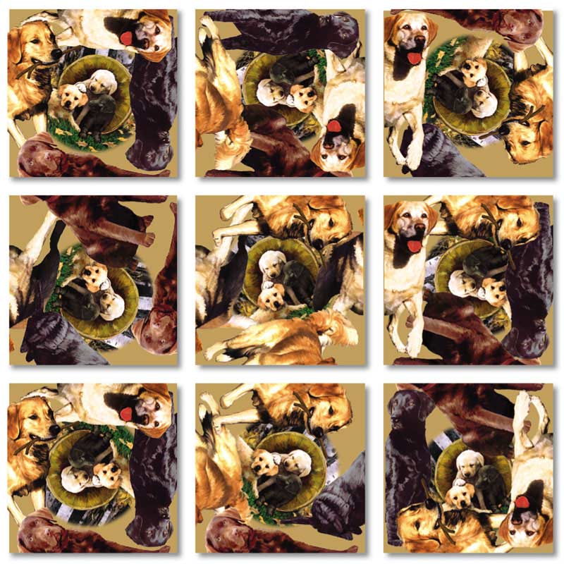 Retrievers Dogs