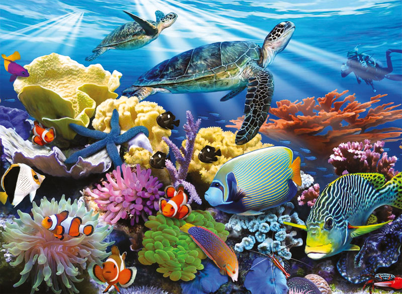 Ocean Turtles Sea Life