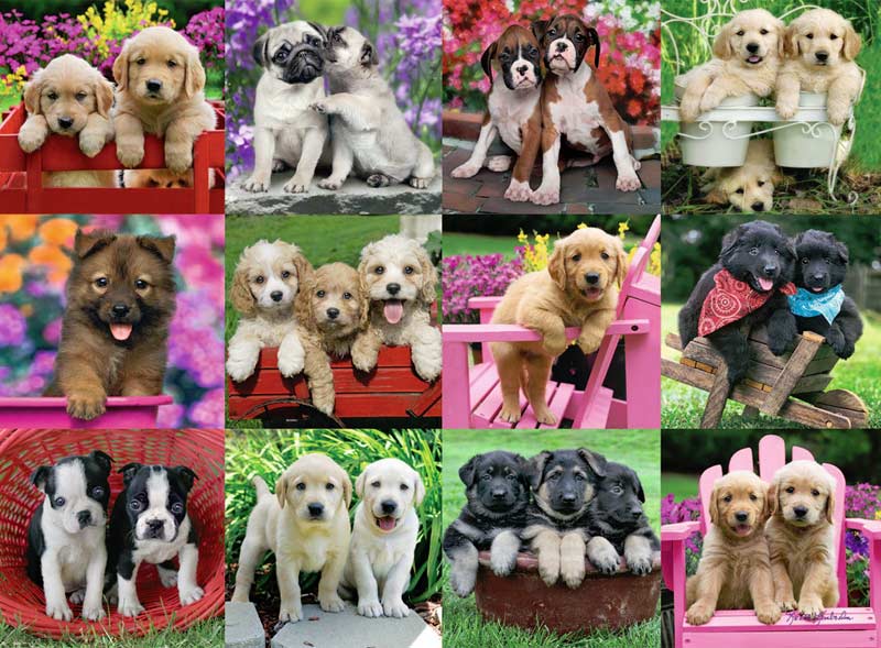 Puppy Pals Dogs