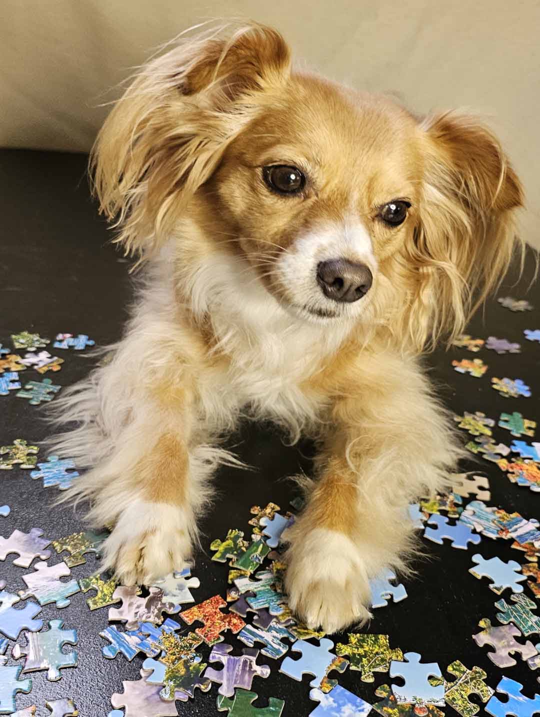 Cute Yorkshire Terrier Dog With Red Jigsaw Puzzle by Animal Images