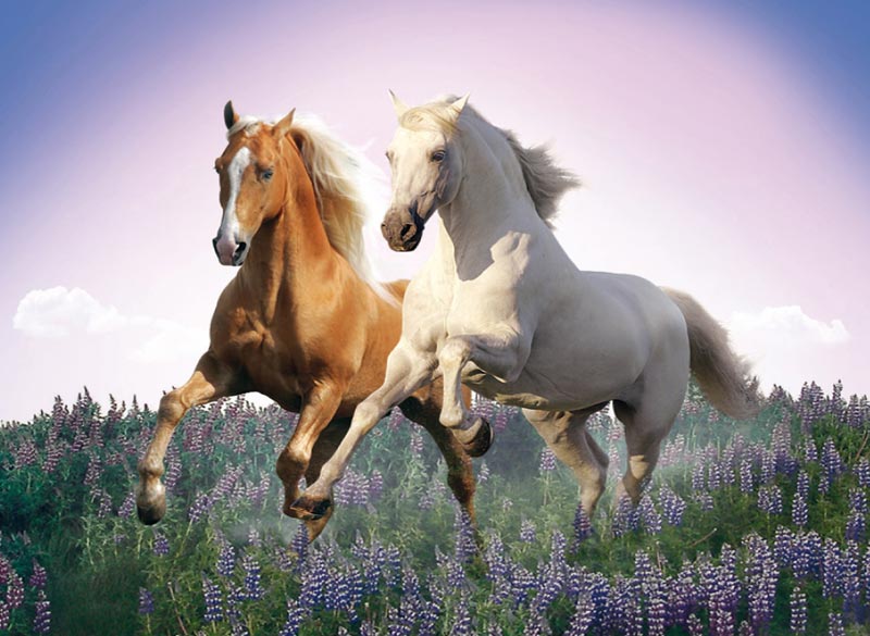Free Horses - Scratch and Dent Horse Jigsaw Puzzle