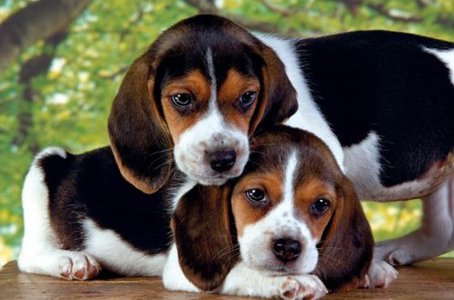 Close Together Dogs