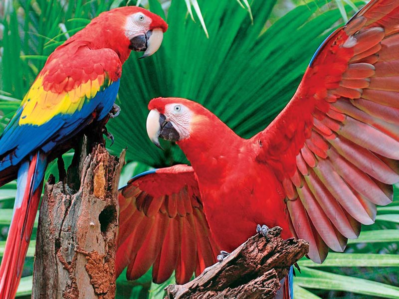 Scarlet Macaw Birds Jigsaw Puzzle