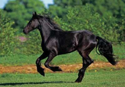 Fresian Black Horse Horse Jigsaw Puzzle By Clementoni