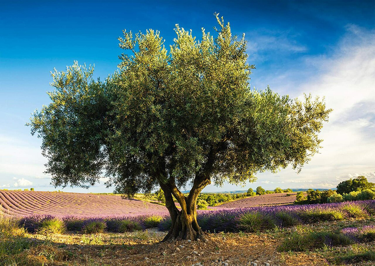 Olive Tree in Provence Landscape Jigsaw Puzzle