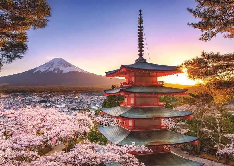 Fuji Cherry Blossom View Flower & Garden
