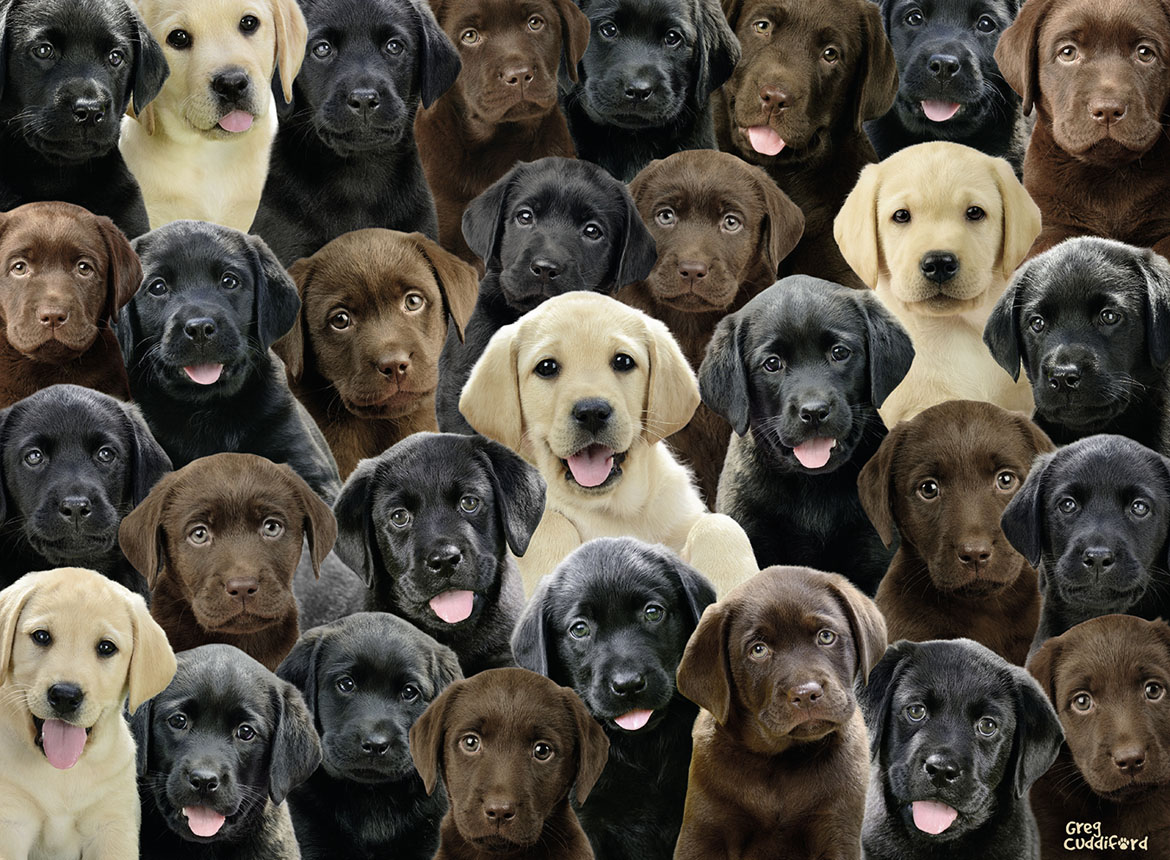 Labradors - Scratch and Dent Dogs Jigsaw Puzzle