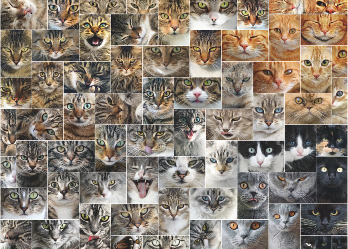 Cat Collage - Scratch and Dent Cats Jigsaw Puzzle