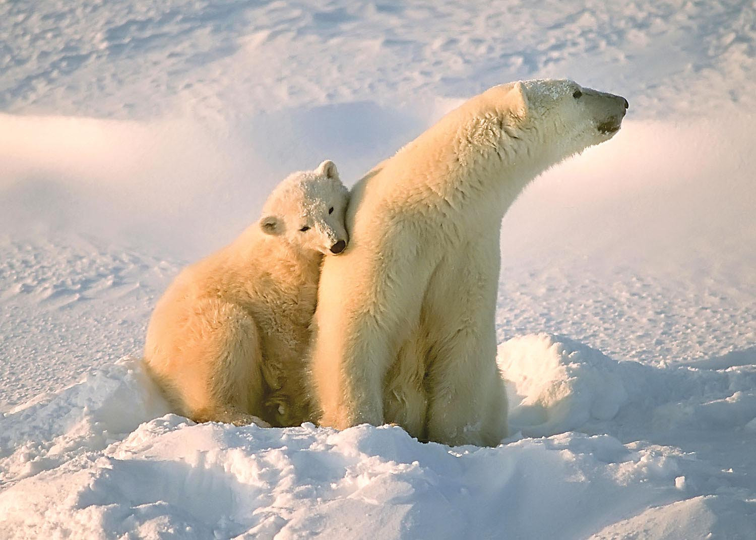 Polar Bear and Cub Bear Jigsaw Puzzle