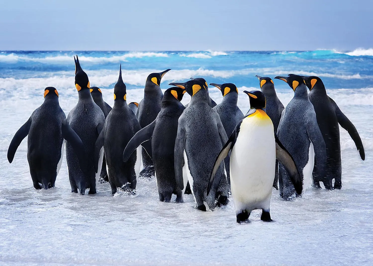 King Penguins  Birds