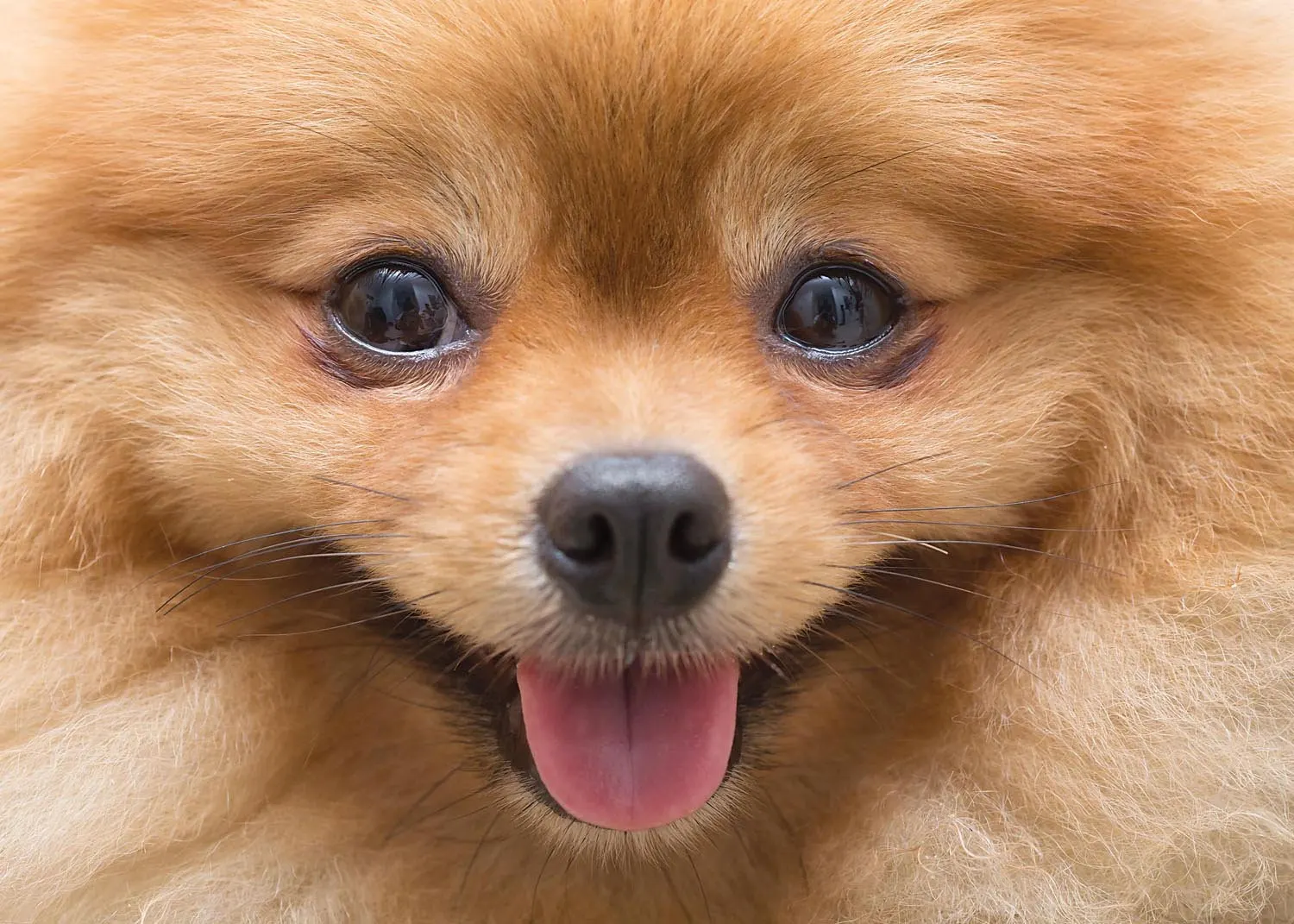 Pomeranian Puppy Dogs