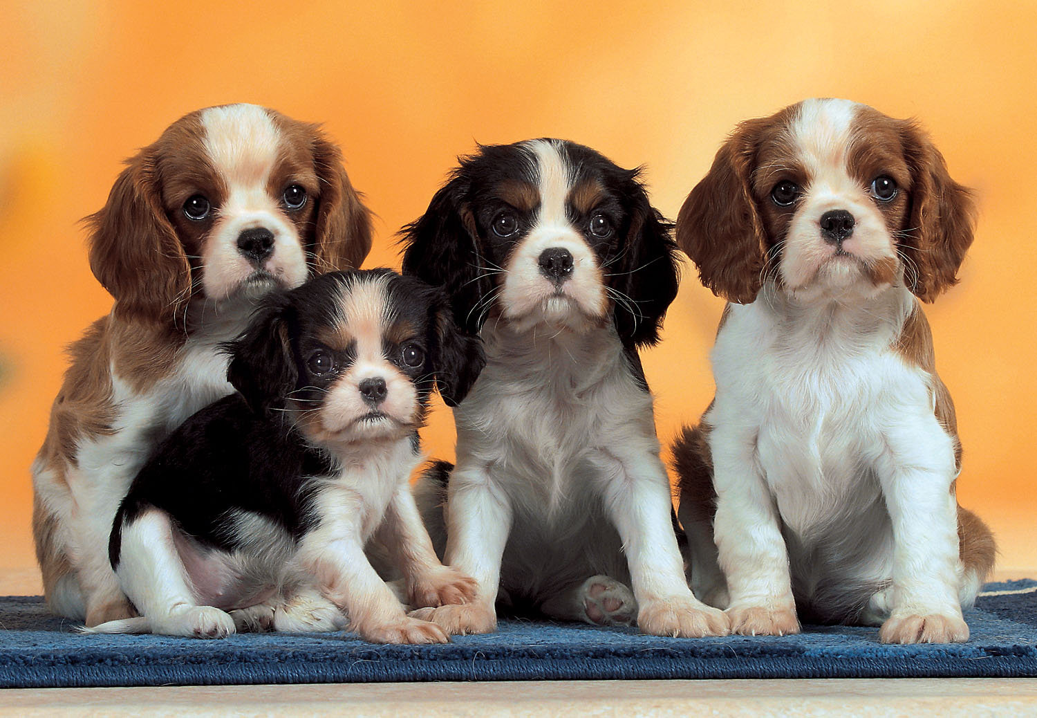 Puppies Dogs Jigsaw Puzzle