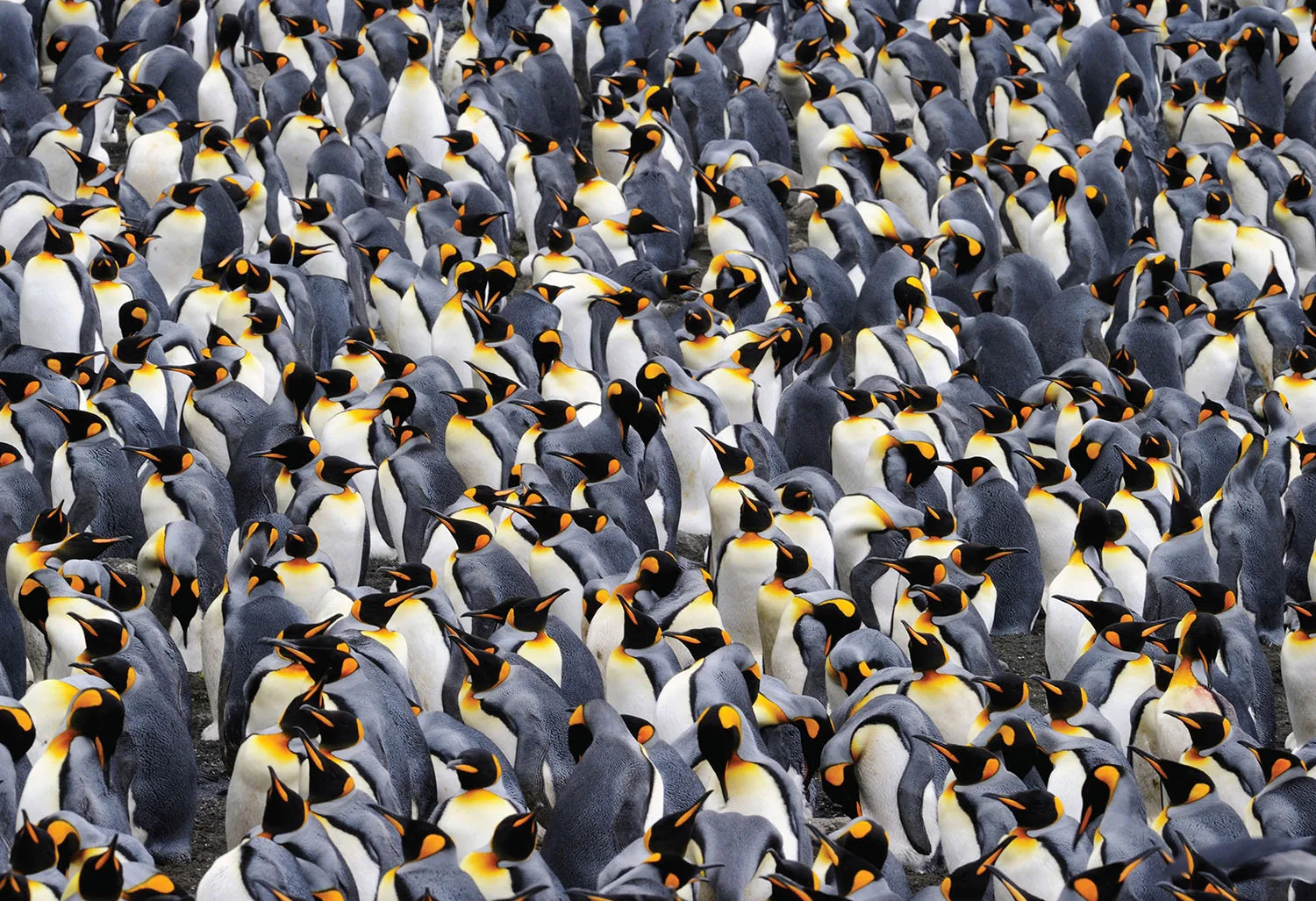 King Penguins Birds