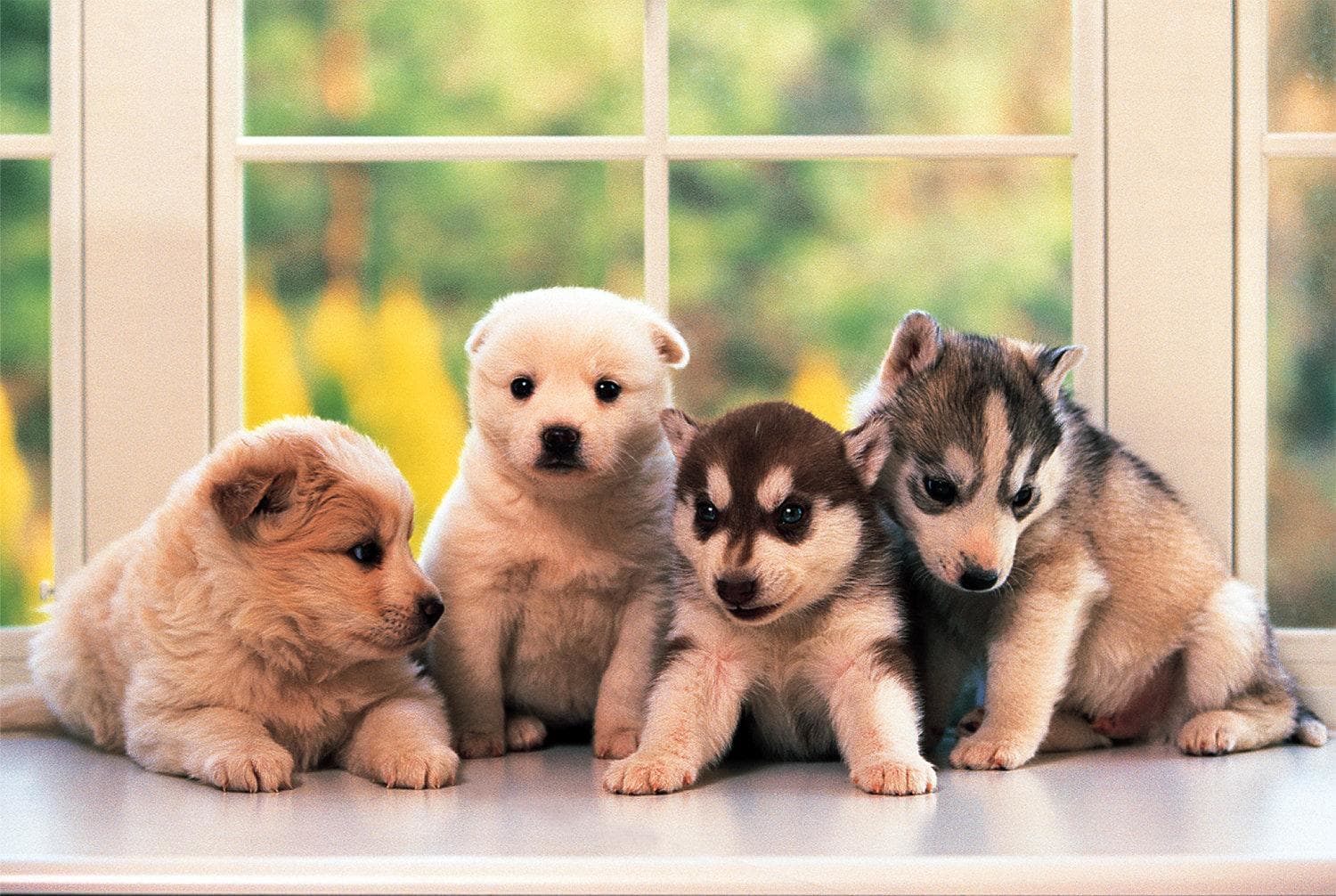 Little Doggies Dogs