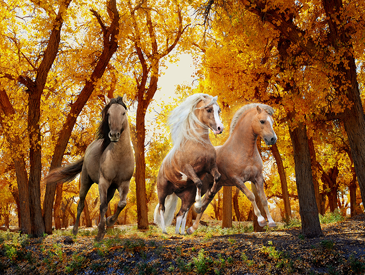 Wild Stallions Horse Large Piece By MasterPieces