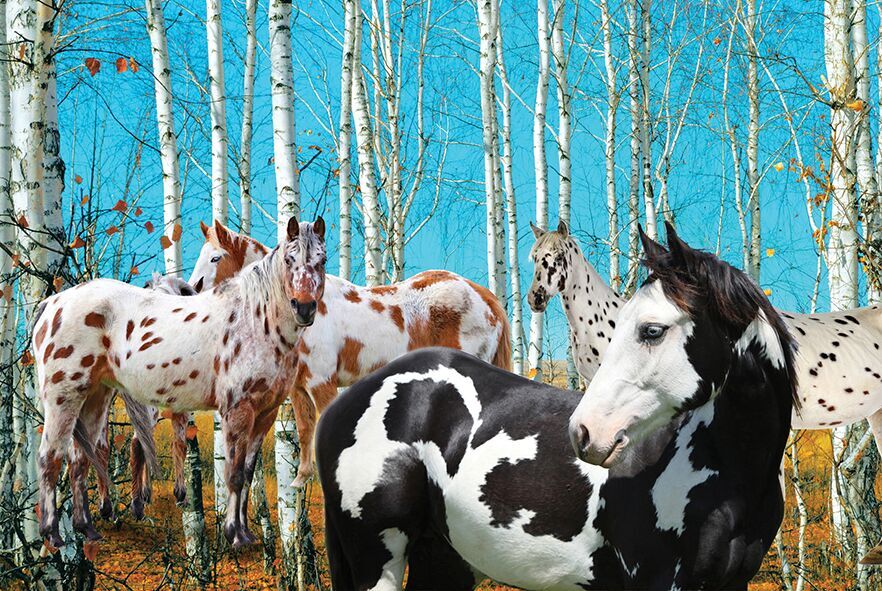 Birch Grove - Scratch and Dent Horse Jigsaw Puzzle