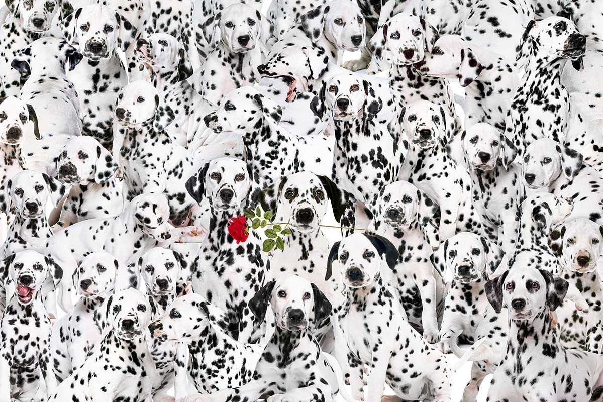 Lots Of Spots Dogs Jigsaw Puzzle By Kodak