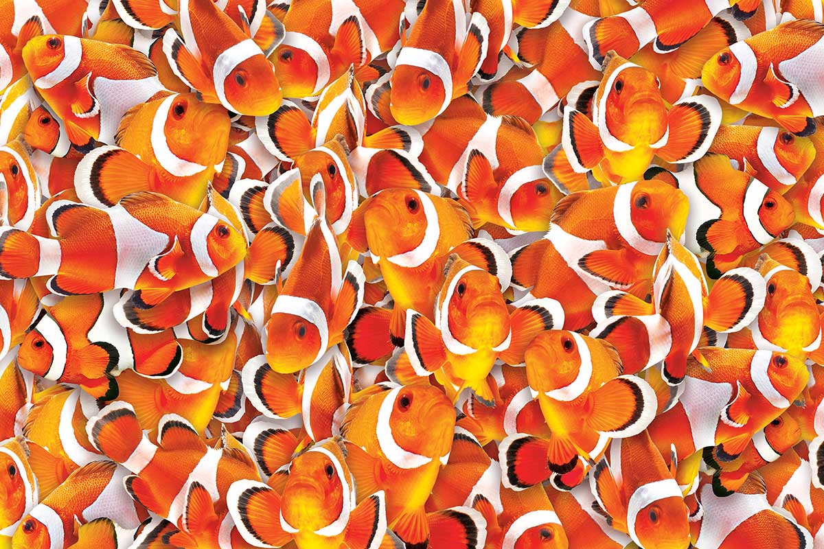 Tropical Fish Fish Children's Puzzles By Eurographics