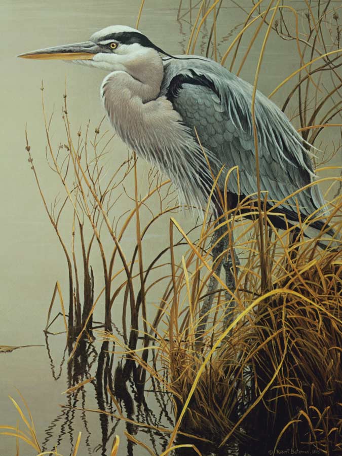 Great Blue Heron Birds