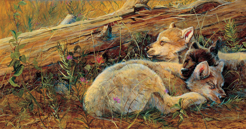 Wolfs Contemplation Fall Jigsaw Puzzle By Ceaco