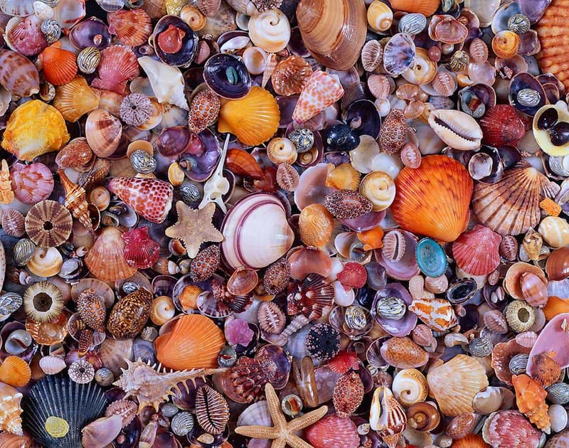 Seashell - 1000 Piece Jigsaw Puzzle by Piatnik | Puzzle