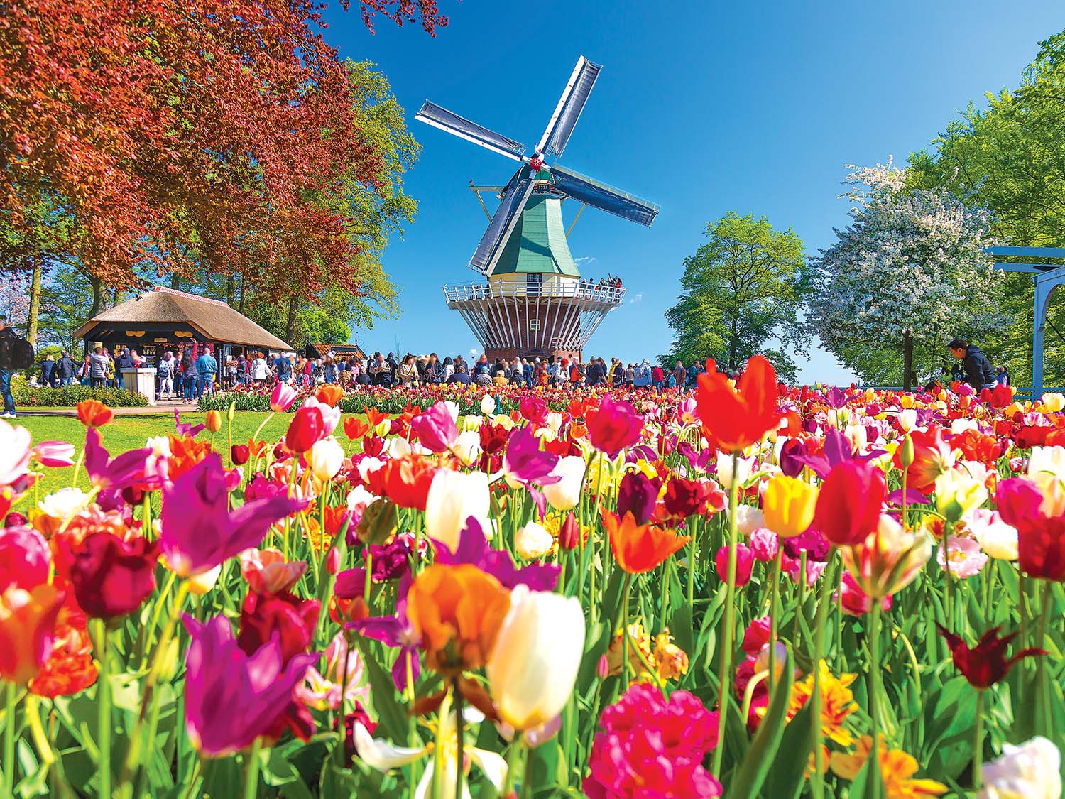 Puzzle Collector - Windmill Garden, Holland, Netherlands - Scratch and Dent Flower & Garden Jigsaw Puzzle