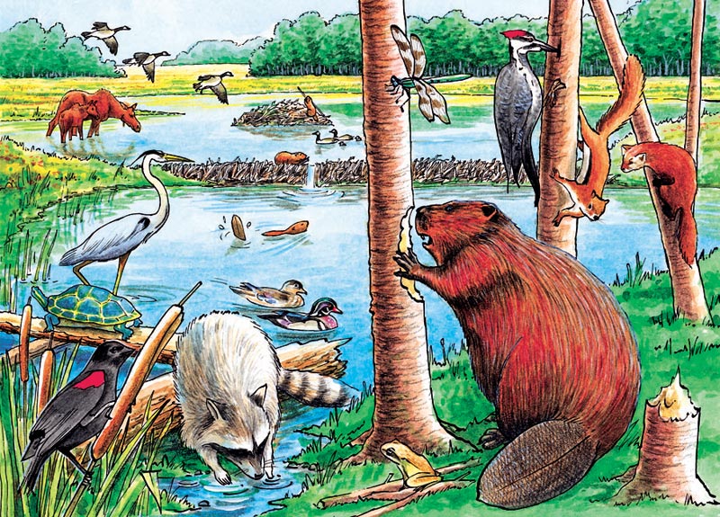 The Beaver Pond - Scratch and Dent Forest Animal Jigsaw Puzzle