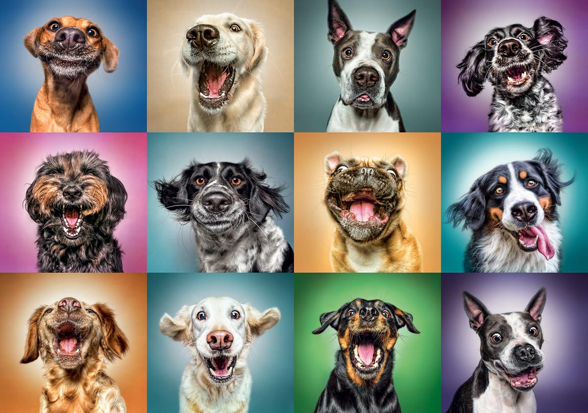 Funny Dog Portraits Animals Jigsaw Puzzle