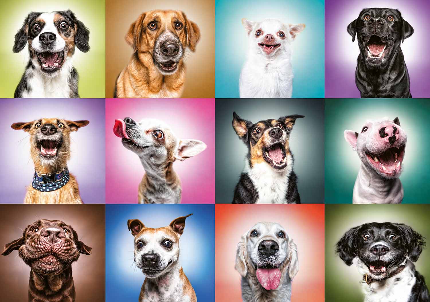 Funny Dogs Faces Dogs Jigsaw Puzzle