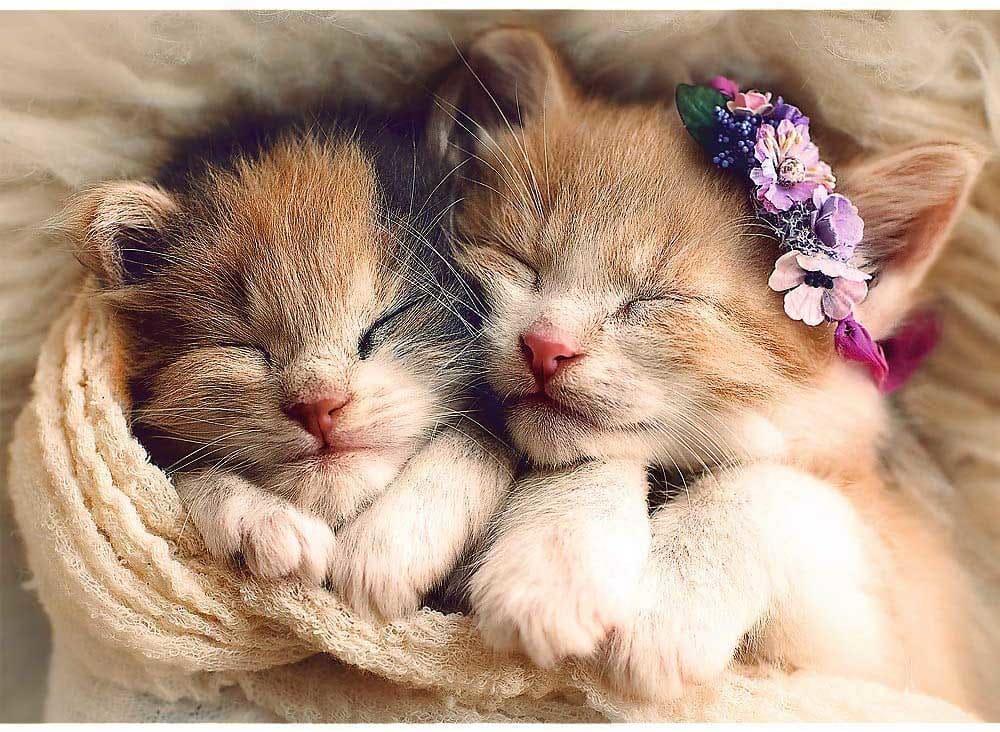 ★【新品】New Yorker パズル 500 Piece 居眠り猫★ 51NwdqaFxUL._QL92_SH45_SS200_.jpg