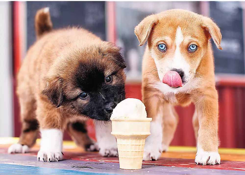 Ice Cream Time! Dogs Jigsaw Puzzle