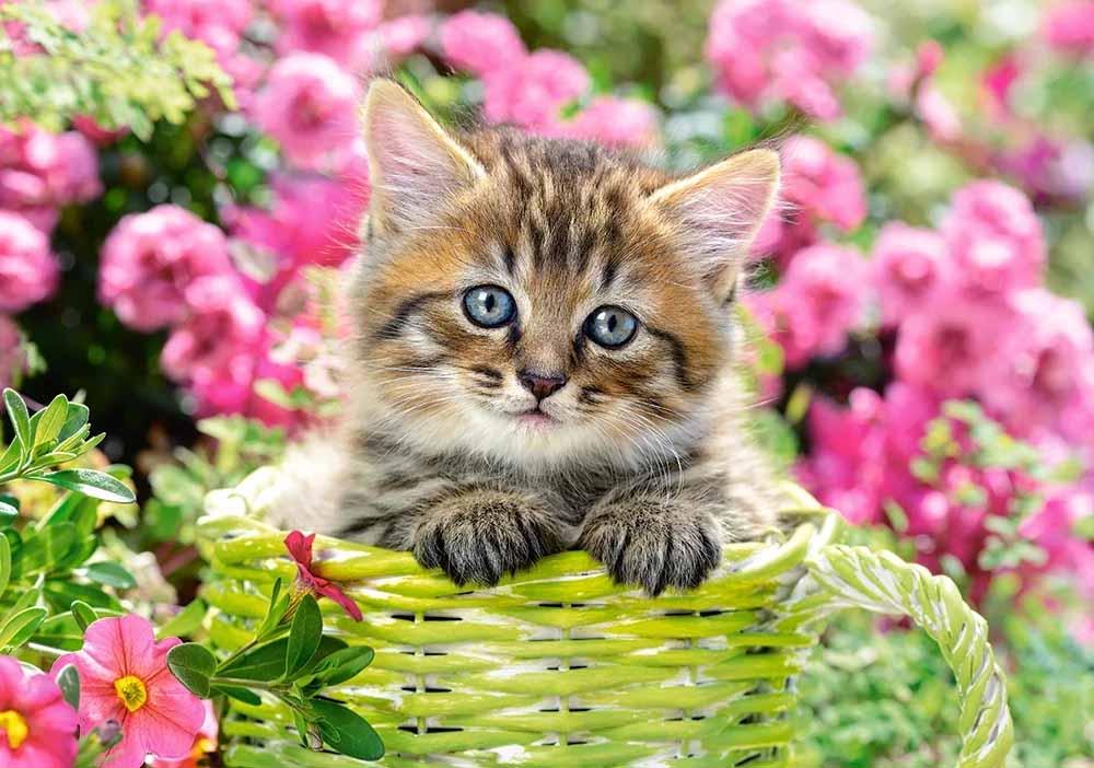 Kitten in Flower Garden Animals