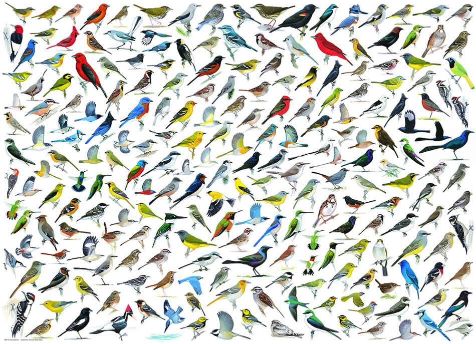 The World of Birds Birds