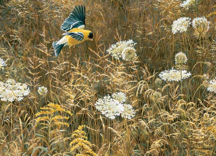 Queen Anne's Lace and American Goldfinch Countryside