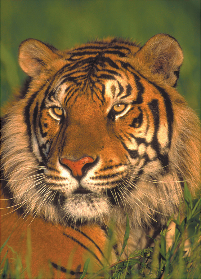 Wildlife - Tiger (mini puzzle) - Scratch and Dent Forest Animal Jigsaw Puzzle