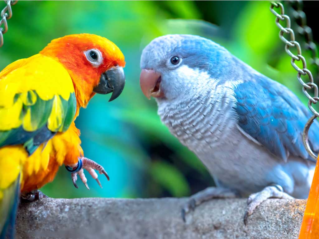 Parrots - Scratch and Dent Birds Jigsaw Puzzle